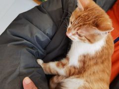 -关爱宠物医院·猫科中心·消化科(滨湖万达分院)