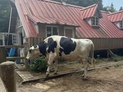 -神户市立六甲山牧场