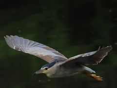 -重庆彩云湖湿地公园
