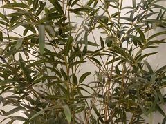 -耳艺采耳·足疗·按摩SPA(市桥店)