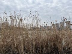 -九里河湿地公园