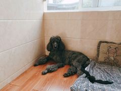 -汪说喵讲宠物乐园宠物酒店(红星美凯龙店)