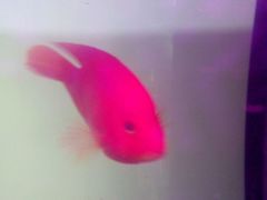 -花甲大咖(曼哈顿店)