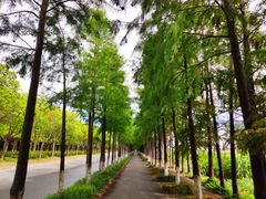 -上海长兴岛郊野公园