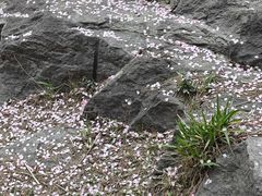 -庐山风景区花径公园