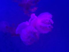-海合安武汉极地海洋公园