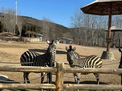 -大连森林动物园