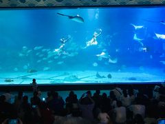 -烟台海昌鲸鲨海洋公园