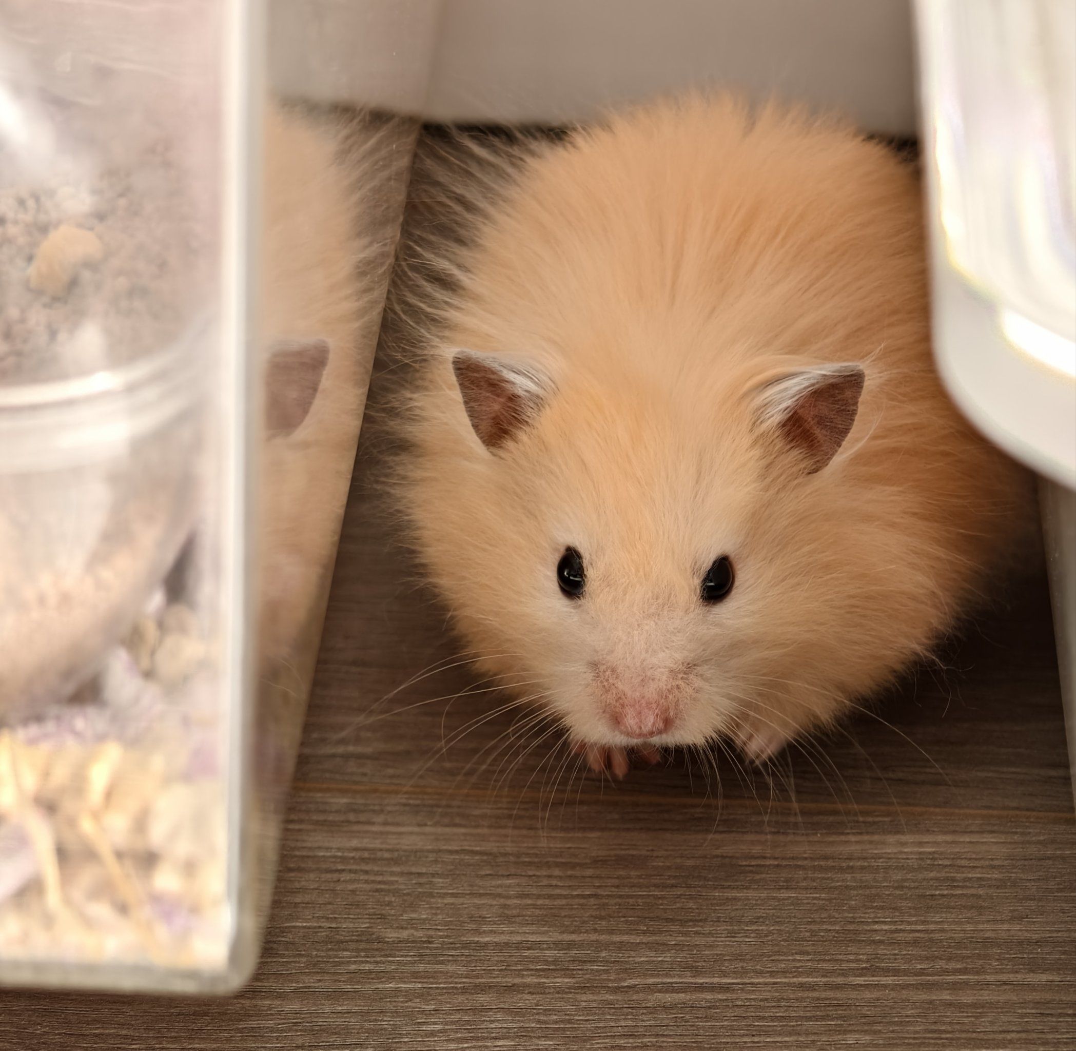 小仓鼠的憨态萌翻了