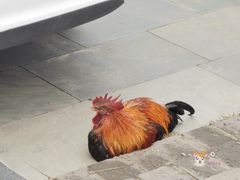 -长春观