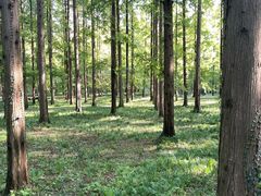 -黄海国家森林公园