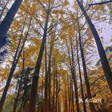 杭州赏秋｜朝晖文化主题公园