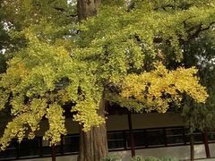 -苏州文庙(姑苏区)