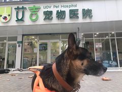-艾吉宠物医院·疑难杂症转诊中心·猫友好(碧江路院)