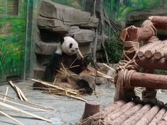 -灵玲国际马戏城