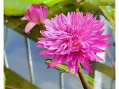 -国家植物园南园