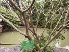 -广西壮族自治区药用植物园