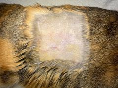 -创凡宠物医院·骨专科  猫科中心(西乡分院)