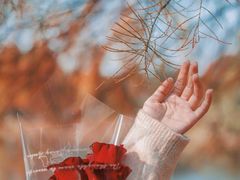 -合肥滨湖国家森林公园