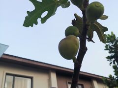 -广东惠东海龟国家级自然保护区