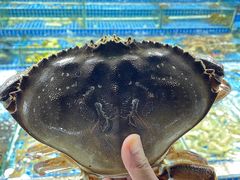 -霞涌市场海鲜摆卖区
