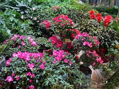 -花鸟鱼虫鲜花绿植市场(玉泉路店)