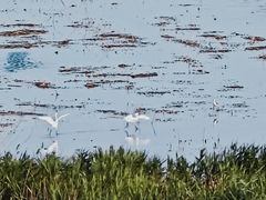 -盐城丹顶鹤湿地生态旅游区