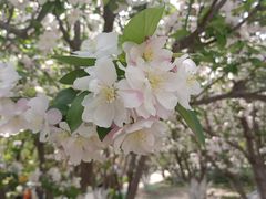 -海棠花溪(元大都城垣遗址公园)