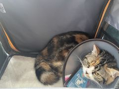 -创凡宠物医院·骨专科  猫科中心(西乡分院)