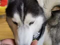 -Husky Go! 哈士奇体验馆·宠物咖啡厅狗咖