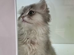 -青奢宠物·青奢猫舍