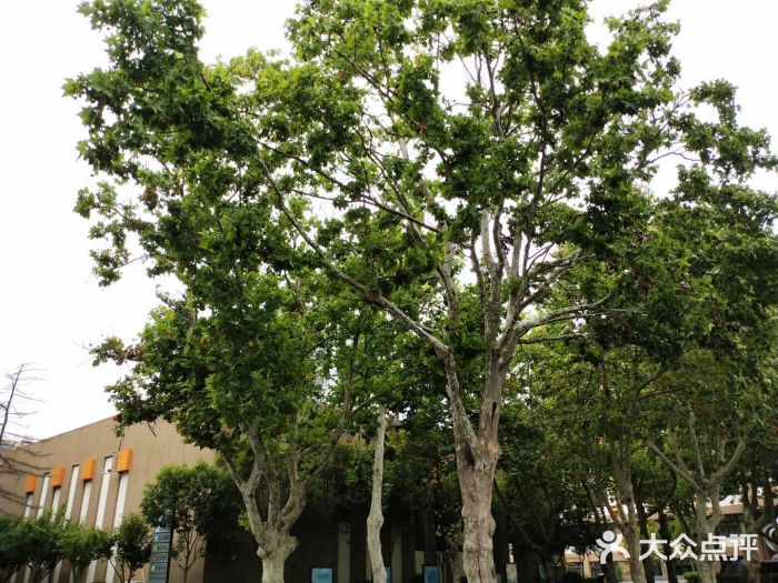 山东省青岛第二中学(江西路分校)图片