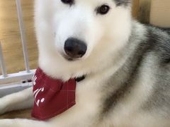 -Husky Go! 哈士奇体验馆·宠物咖啡厅狗咖