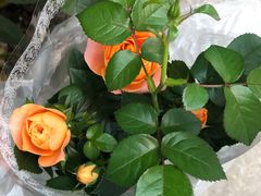 -循礼门鲜花花市(武汉循礼门店)