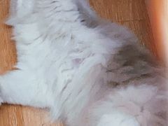 -猫咪派对(江南西店)