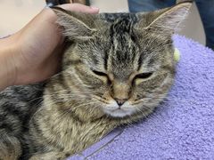 -COLOR PETS 撸猫馆·购猫·猫咖(长风大悦城店)