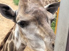 -西霞口神雕山野生动物世界