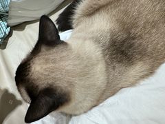 -藏猫猫咖啡主题馆(中央大道店)