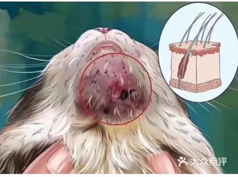 猫咪黑下巴，就来这儿！