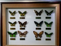 -上海昆虫博物馆