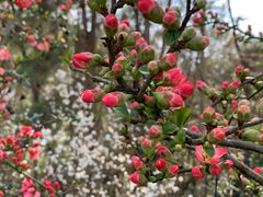 -樱桃山旅游景区