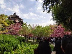 -西安青龙寺遗址景区