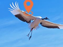 -盐城丹顶鹤湿地生态旅游区