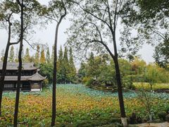 -桂湖森林公园