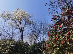 -南山植物园