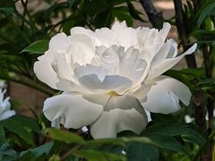 -洛阳市隋唐城遗址植物园