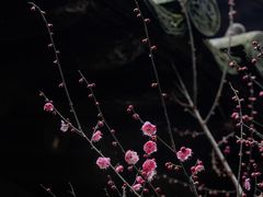 -慧因高丽寺