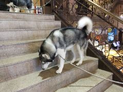 -more than meow吴止猫主题餐厅(承德 中船汇店)