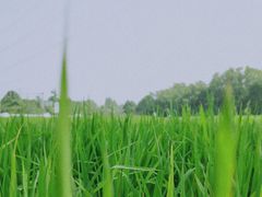 -桤木河湿地公园