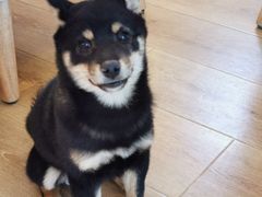 -柴犬小屋·柴餐厅·狗咖食堂(金鼎广场店)